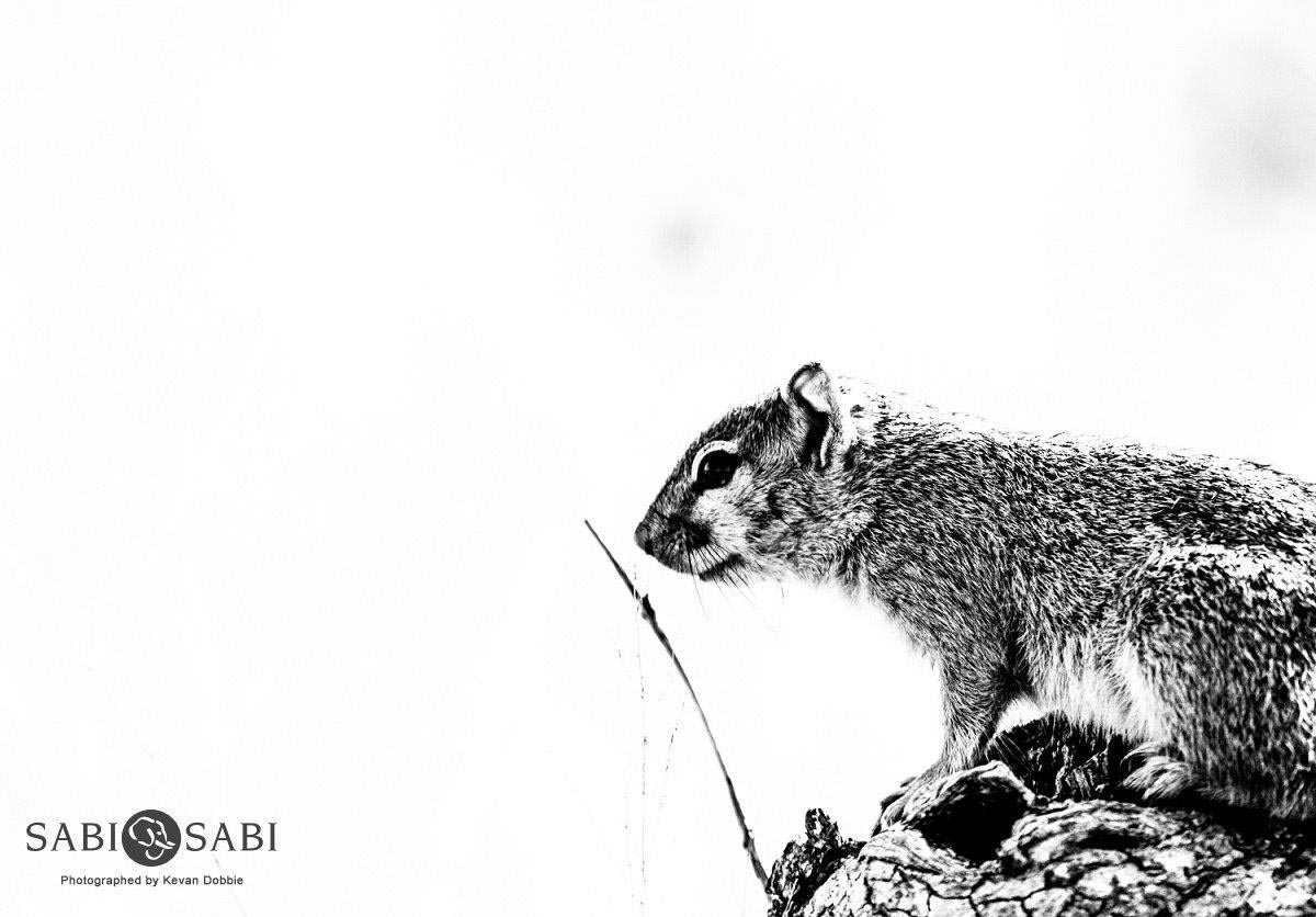 31Kevan Dobbie Tree Squirrel 1108 Final 31Kevan Dobbie Tree Squirrel 1108 Final