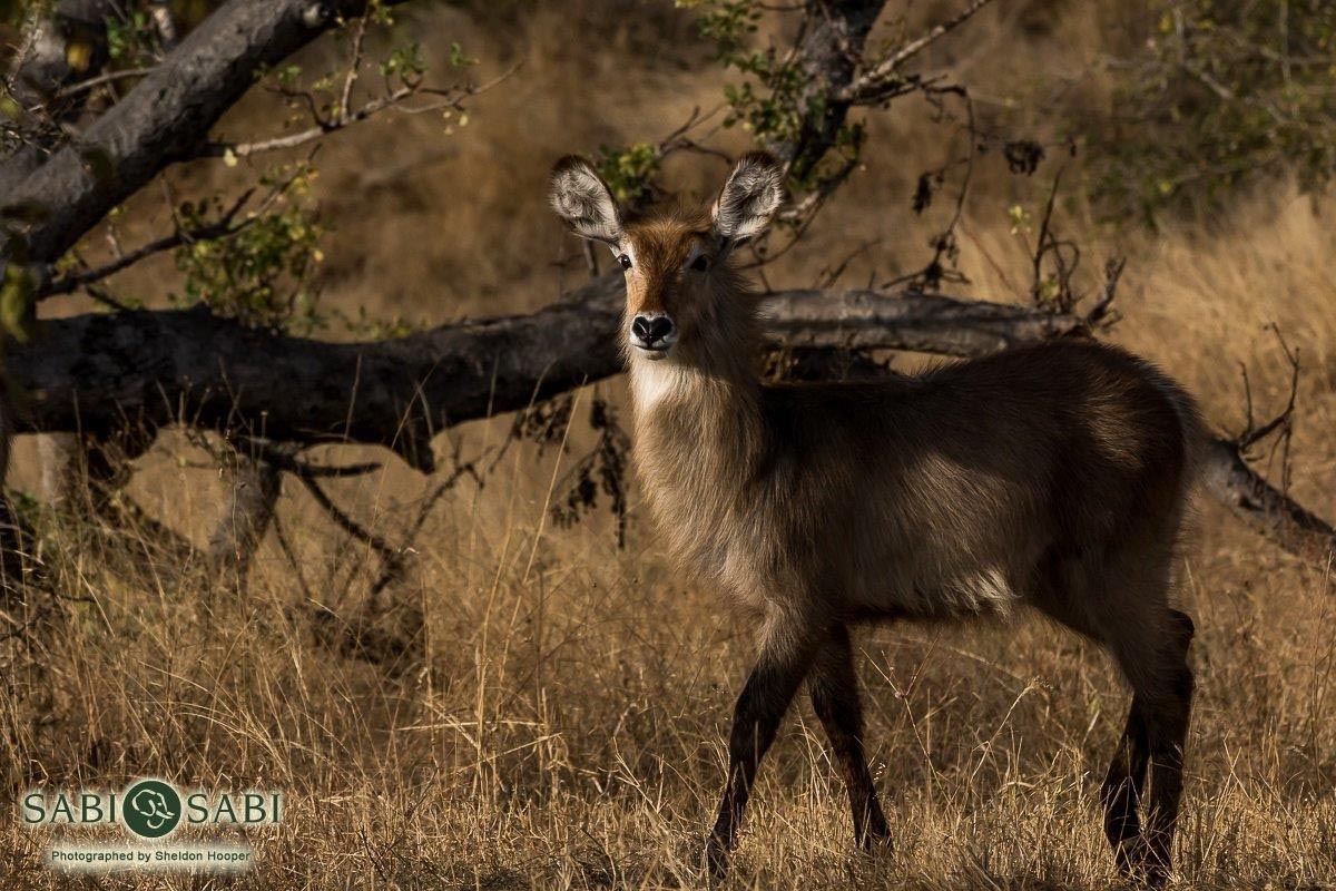 35Sheldon Hooper Waterbuck 04 07 17 Final 35Sheldon Hooper Waterbuck 04 07 17 Final