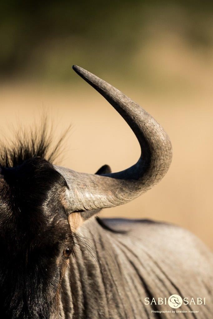 36Sheldon Hooper Wildebeest 11 06 17 Final