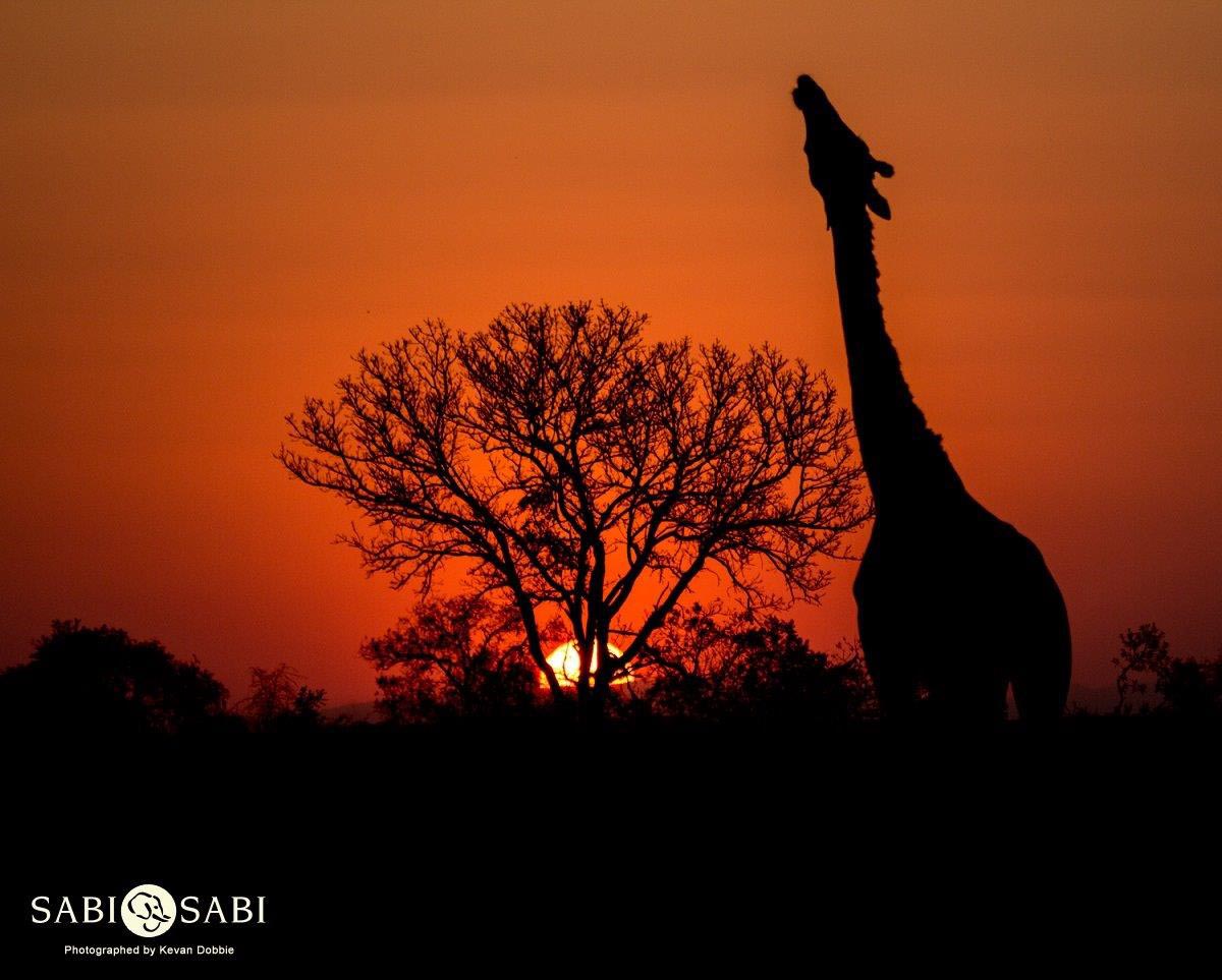 40Kevan Dobbie Giraffe 2307.2 Final 40Kevan Dobbie Giraffe 2307.2 Final