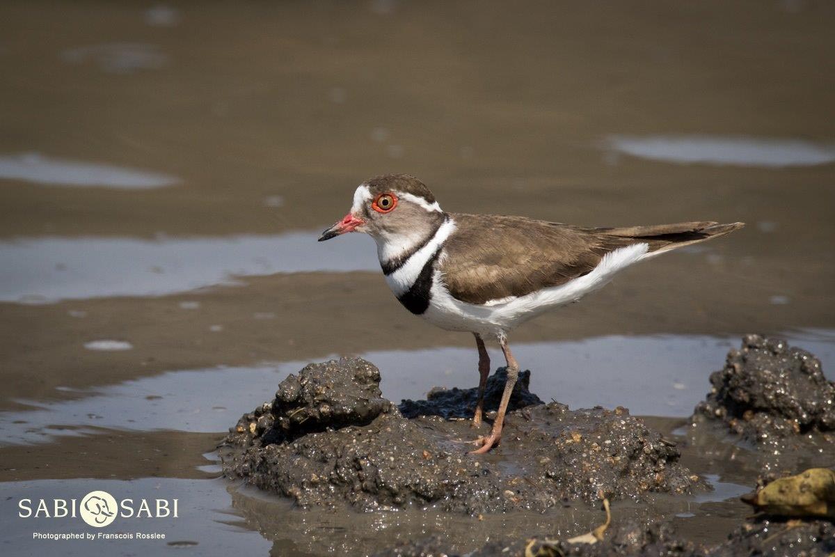 45Franscois Rosslee Plover 1 Of 1 Final 45Franscois Rosslee Plover 1 Of 1 Final