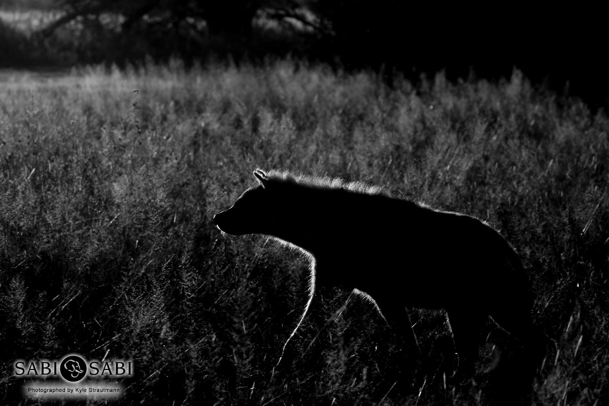 Kyle 15 May Hyena Side Lighting 2 Final Kyle 15 May Hyena Side Lighting 2 Final