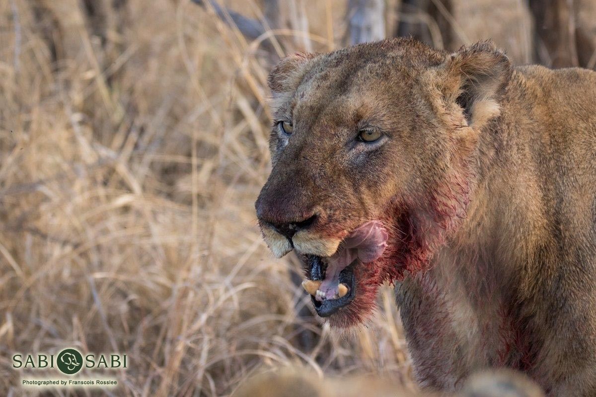 02Franscois Rosslee Lions 06092017 2 Final