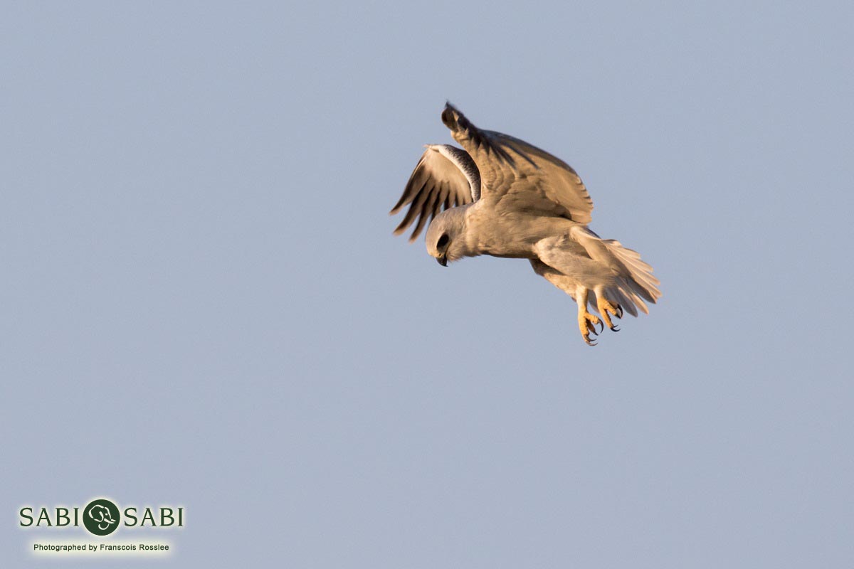 Franscois Rosslee Blackshoulderdkite2 1 Of 1 Final Franscois Rosslee Blackshoulderdkite2 1 Of 1 Final