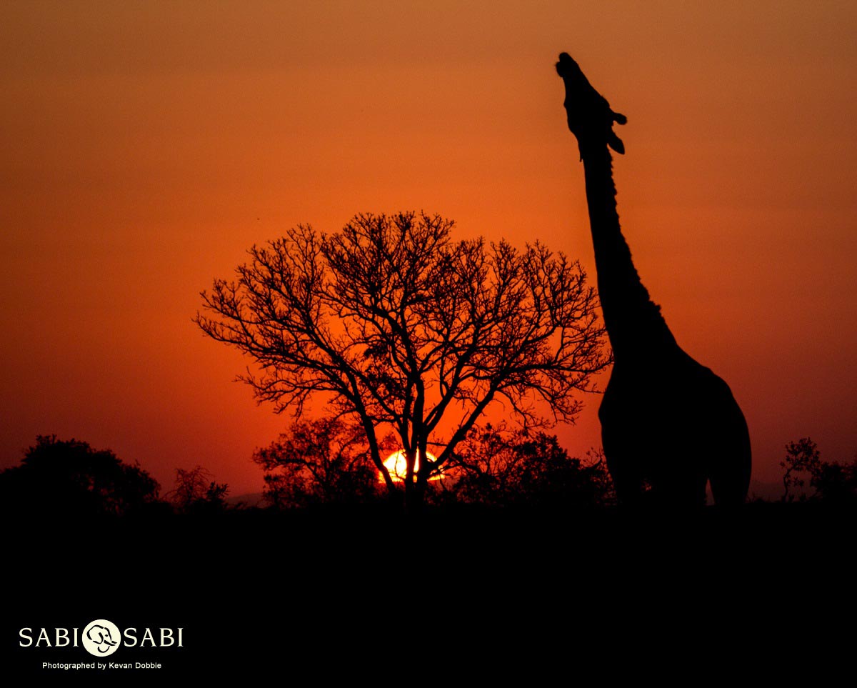 Kevan Dobbie Giraffe 2307.2 Final Kevan Dobbie Giraffe 2307.2 Final