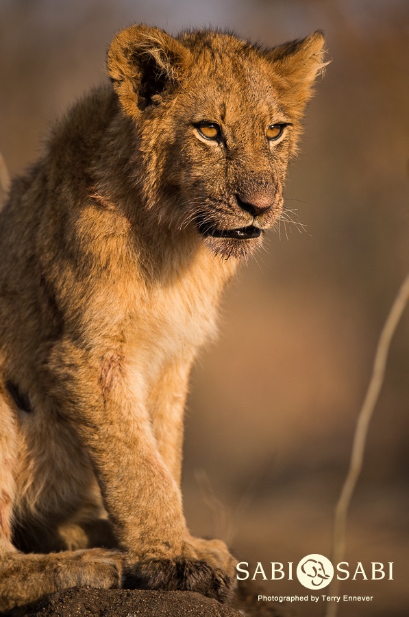 Terry Ennever Lion Cub Final Terry Ennever Lion Cub Final
