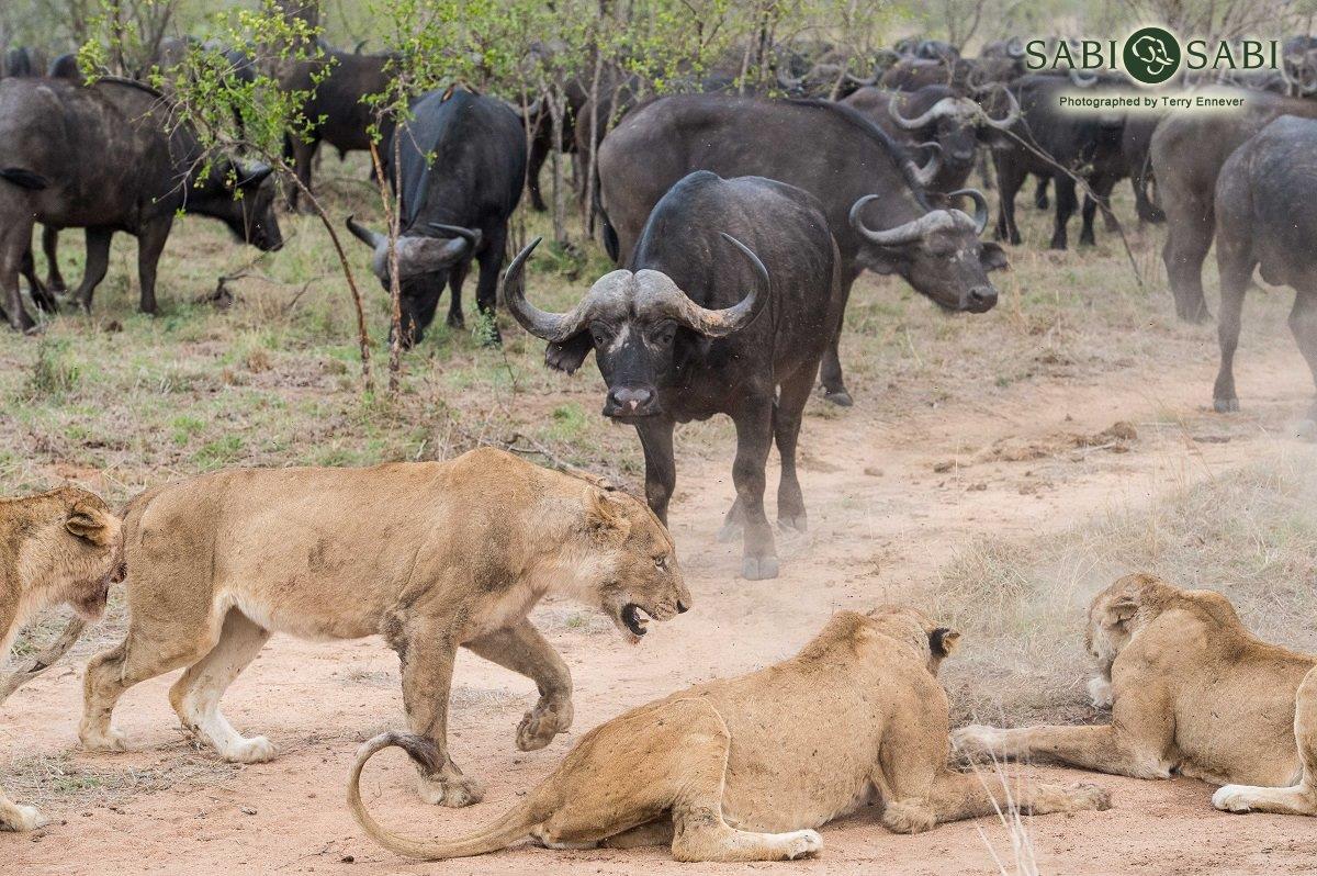 batteri ornament Fremmedgøre Lions vs Buffalo | Sabi Sabi Private Game Reserve Blog