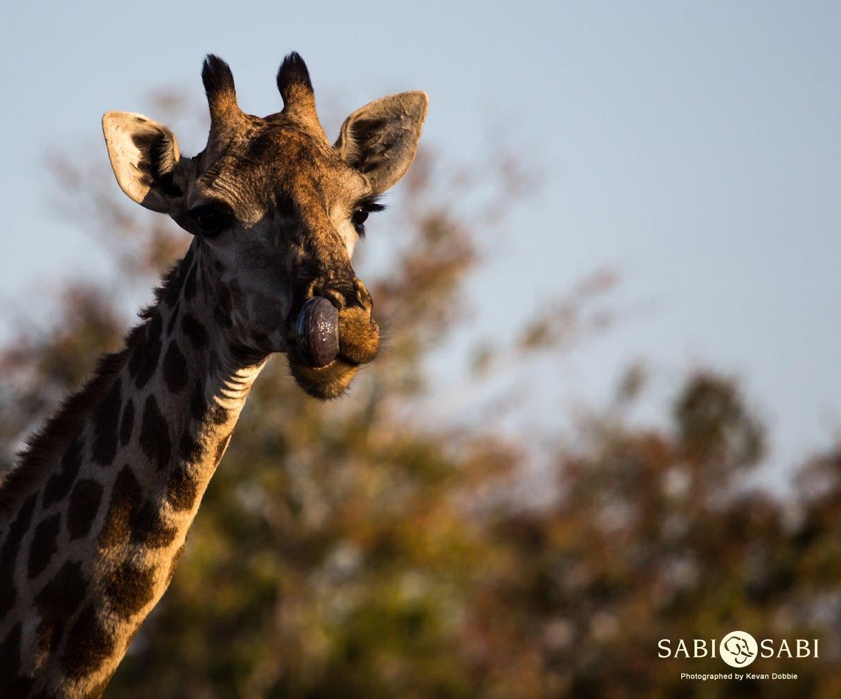 10Kevan Dobbie Giraffe 2707 Final 10Kevan Dobbie Giraffe 2707 Final