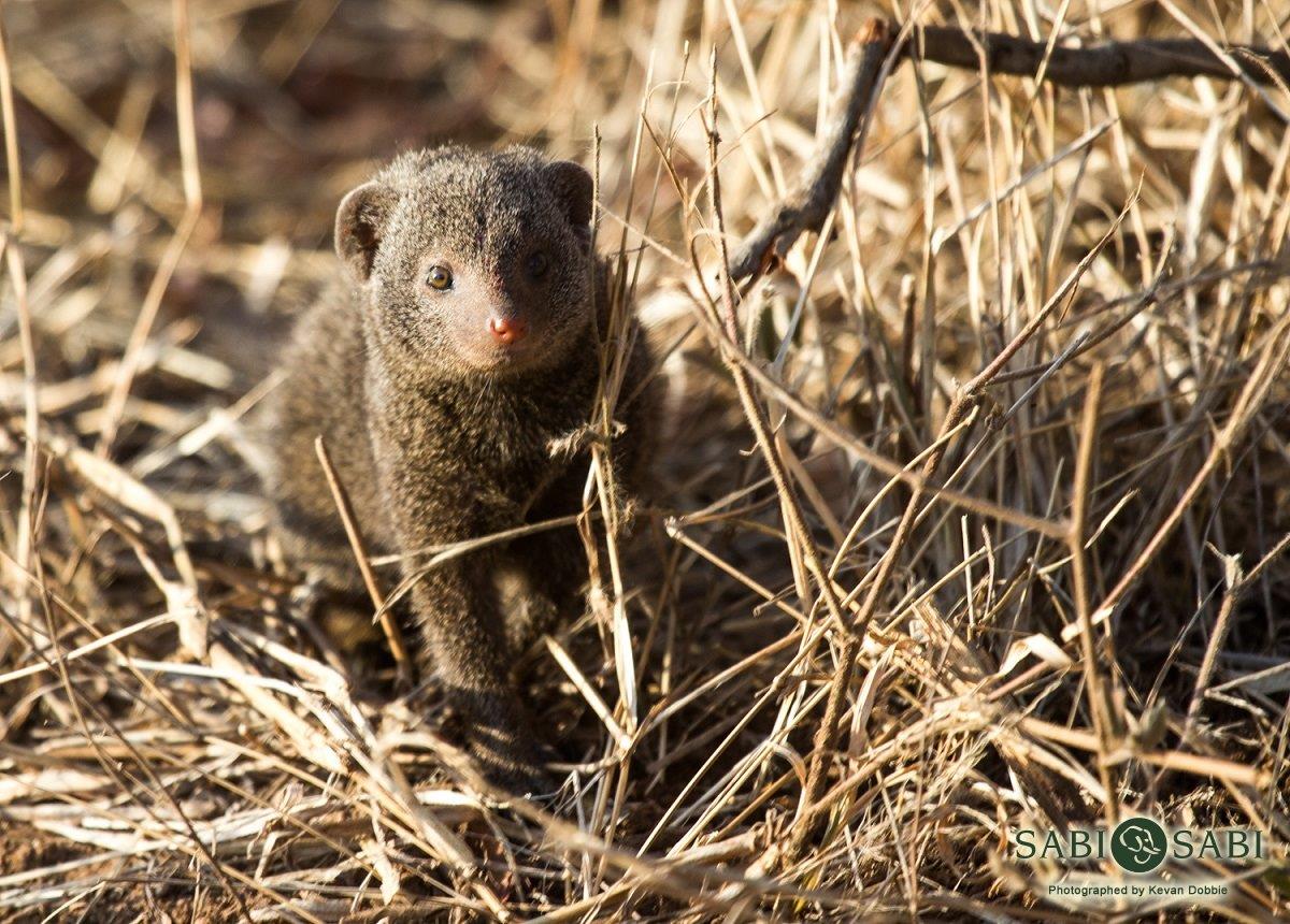 11Kevan Dobbie Mongoose 01 Final 11Kevan Dobbie Mongoose 01 Final