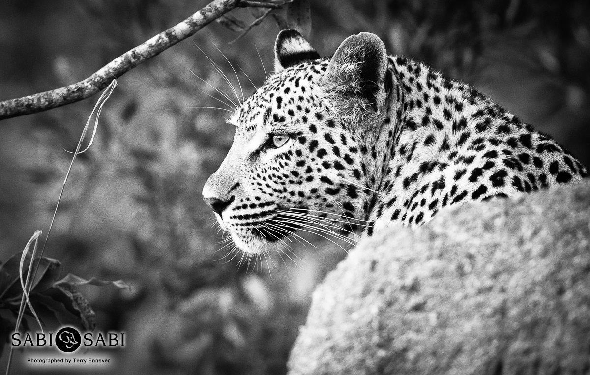 25Terry Ennever Ntsumi 1 10 17 Final