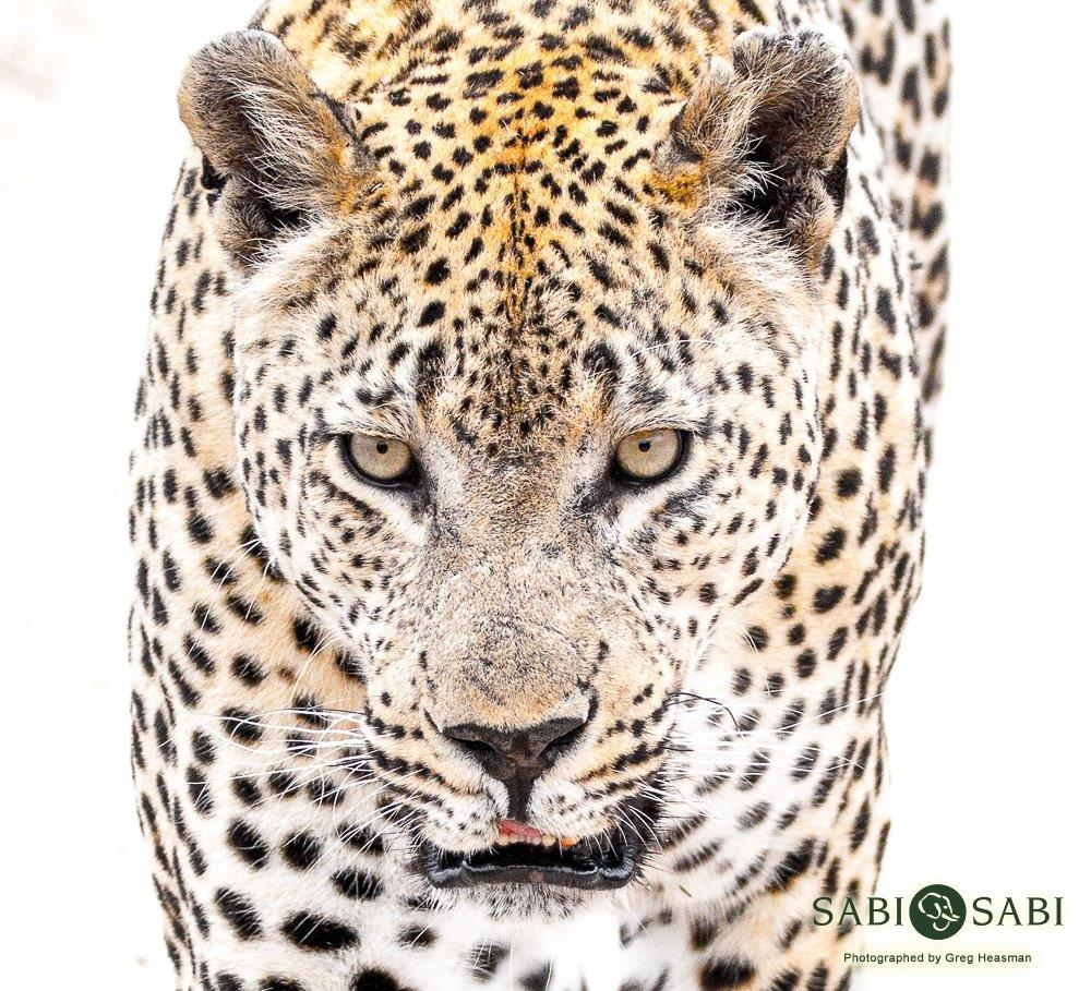 34Greg Heasman Maxabeni 14 10 17 1 Final