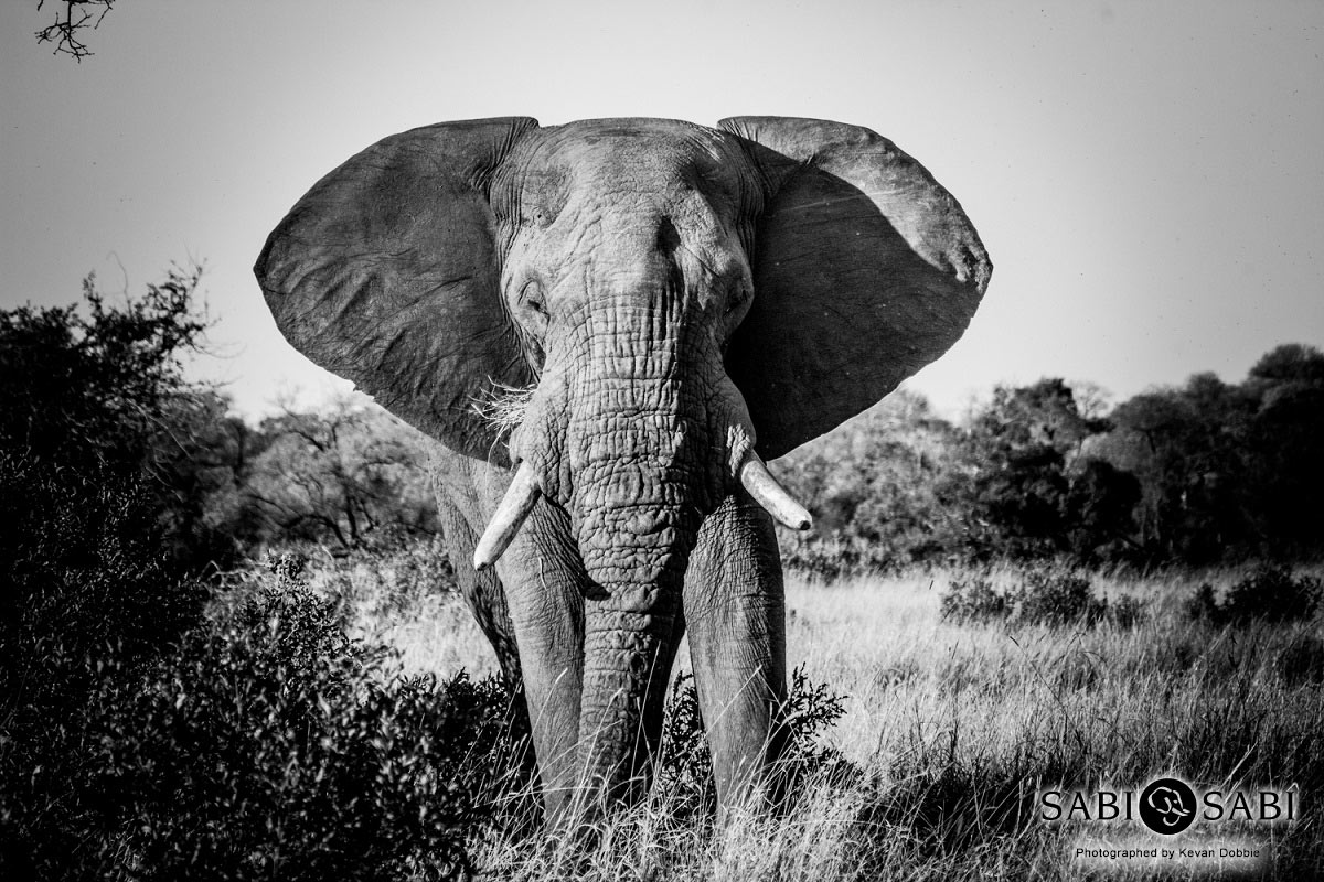 Kevan Dobbie Elephant Bull 2408 Final Use