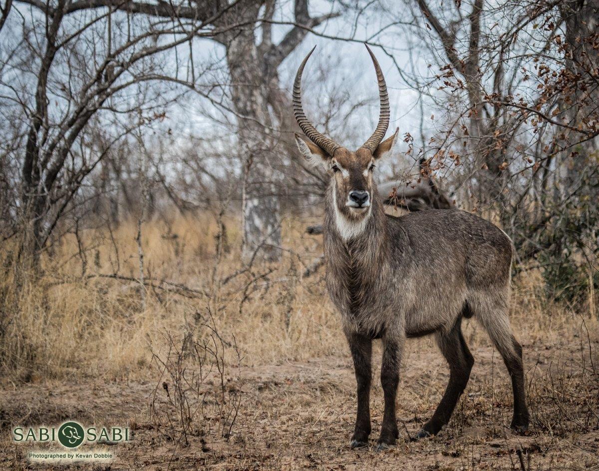 01Kevan Dobbie Waterbuck 2409 Final 01Kevan Dobbie Waterbuck 2409 Final