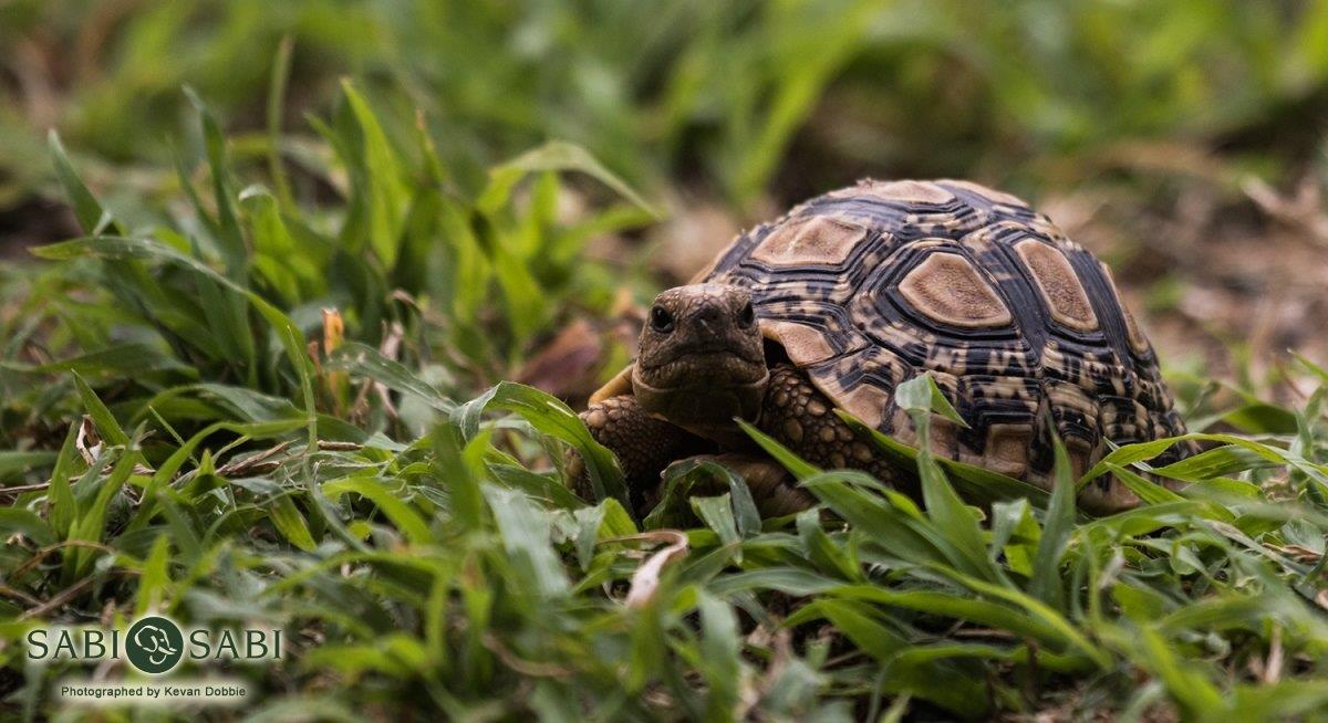 02Kevan Dobbie Leopard Tortoise 1309 Final 02Kevan Dobbie Leopard Tortoise 1309 Final