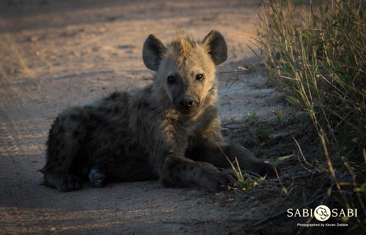 03Kevan Dobbie Hyena Cub 1511.2 Final 03Kevan Dobbie Hyena Cub 1511.2 Final