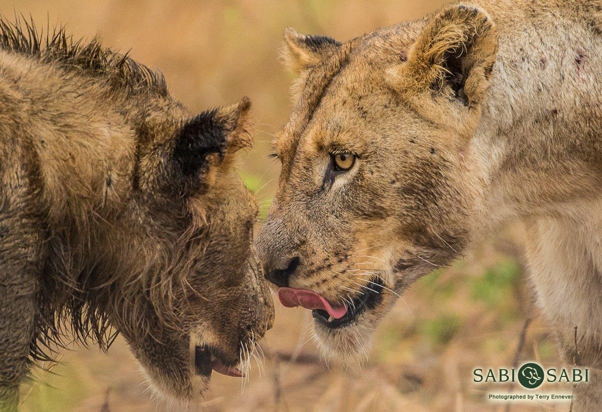 07Terry Ennever Mhangeni 81117 1 Final