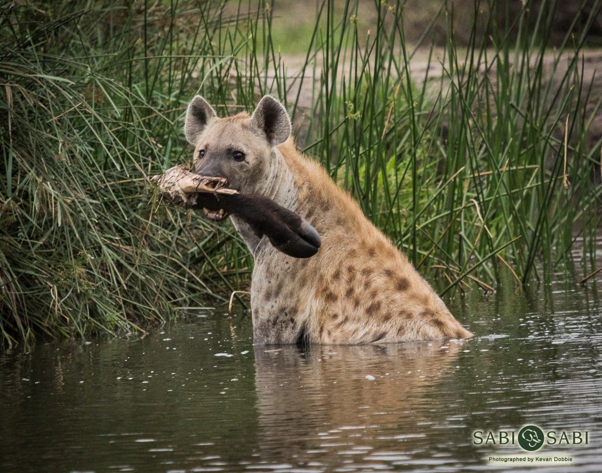 08Kevan Dobbie Hyena Fem 2311.3 Final