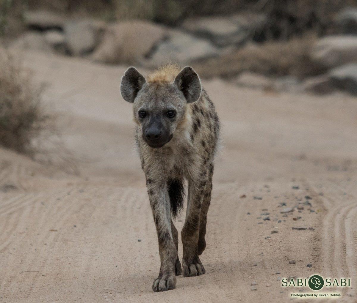 14Kevan Dobbie Hyena 1509 Final 14Kevan Dobbie Hyena 1509 Final