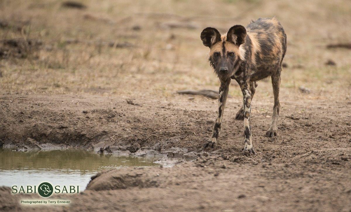 24Terry Ennever Wild Dogs 31117 1 Final