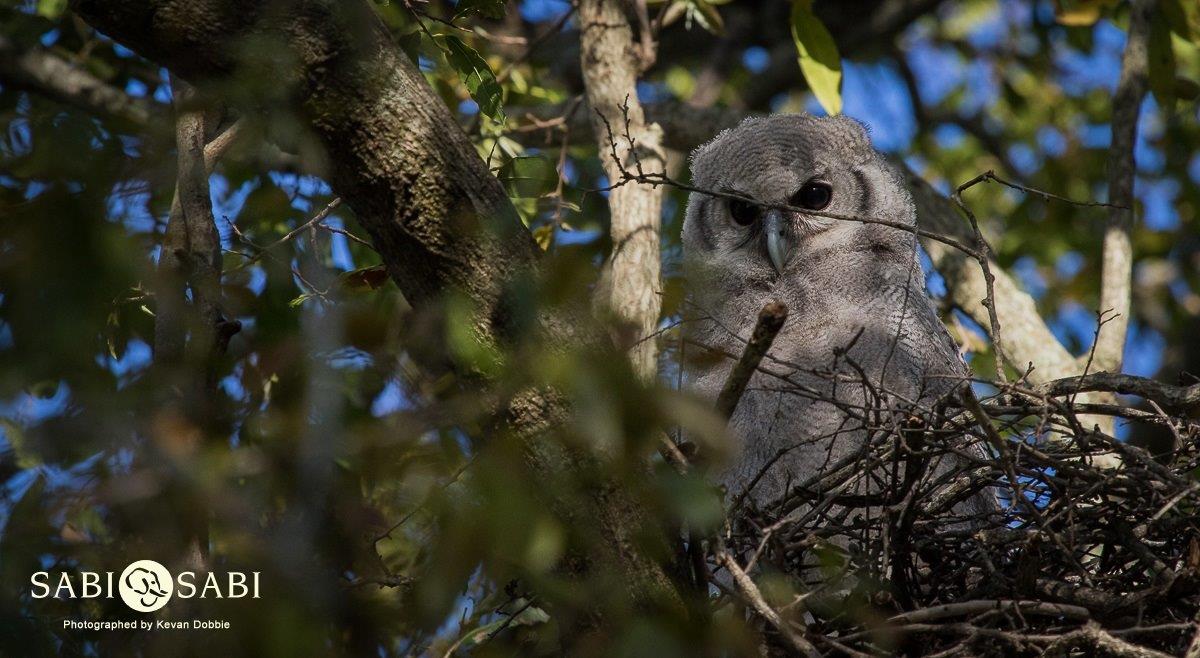 28Kevan Dobbie Giant Eagle Owl Chick 1510 Final