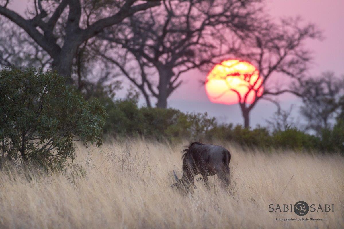 46Kyle 10 Sep Wildebeest Sunset 2 Final 46Kyle 10 Sep Wildebeest Sunset 2 Final