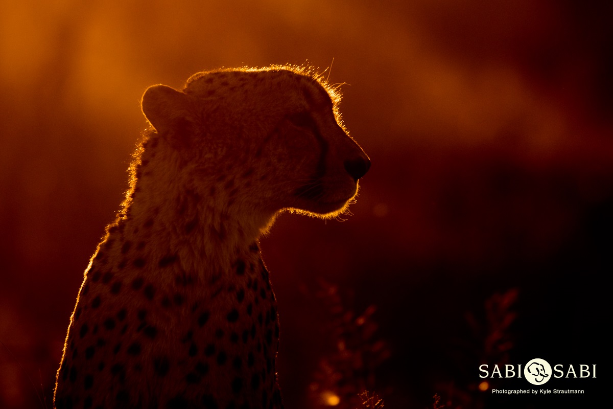 Kyle 21 Aug Cheetah Vs Giraffe 3 Final Kyle 21 Aug Cheetah Vs Giraffe 3 Final