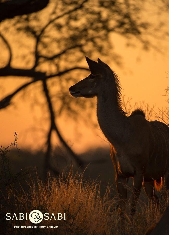 32Terry Ennever Kudu Final 32Terry Ennever Kudu Final