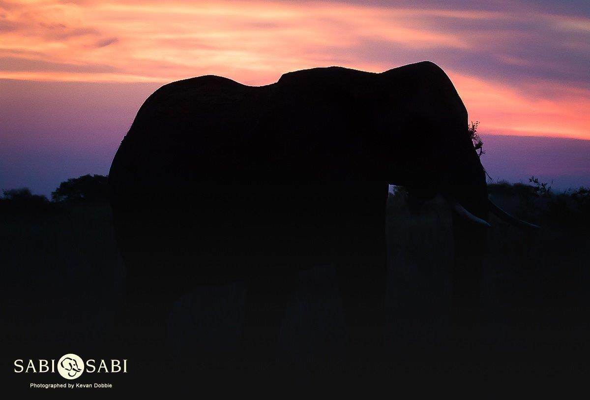37Kevan Dobbie Elephant Sunset 2711.1 Final 37Kevan Dobbie Elephant Sunset 2711.1 Final