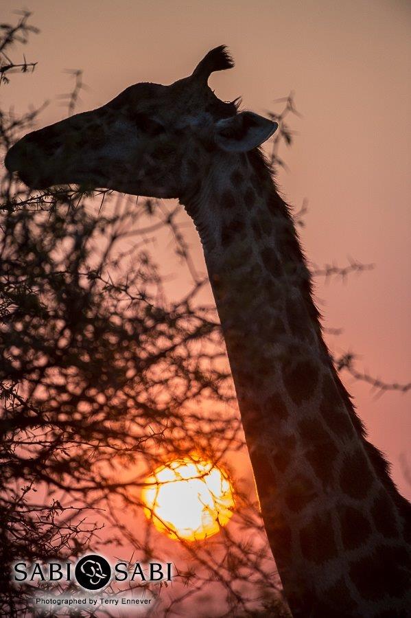 37Terry Ennever Giraffe Sunset Final 37Terry Ennever Giraffe Sunset Final