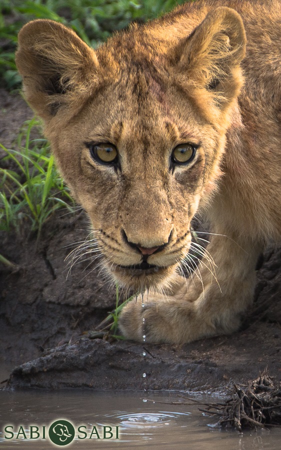 Terry Ennever Lion Drops Final Terry Ennever Lion Drops Final