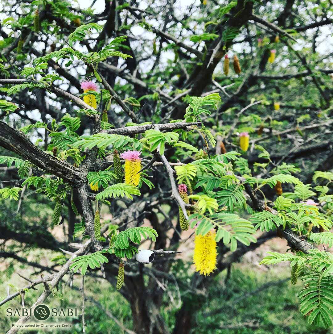 01Chanyn Lee Zeelie Sickle Bush Flower Final 01Chanyn Lee Zeelie Sickle Bush Flower Final