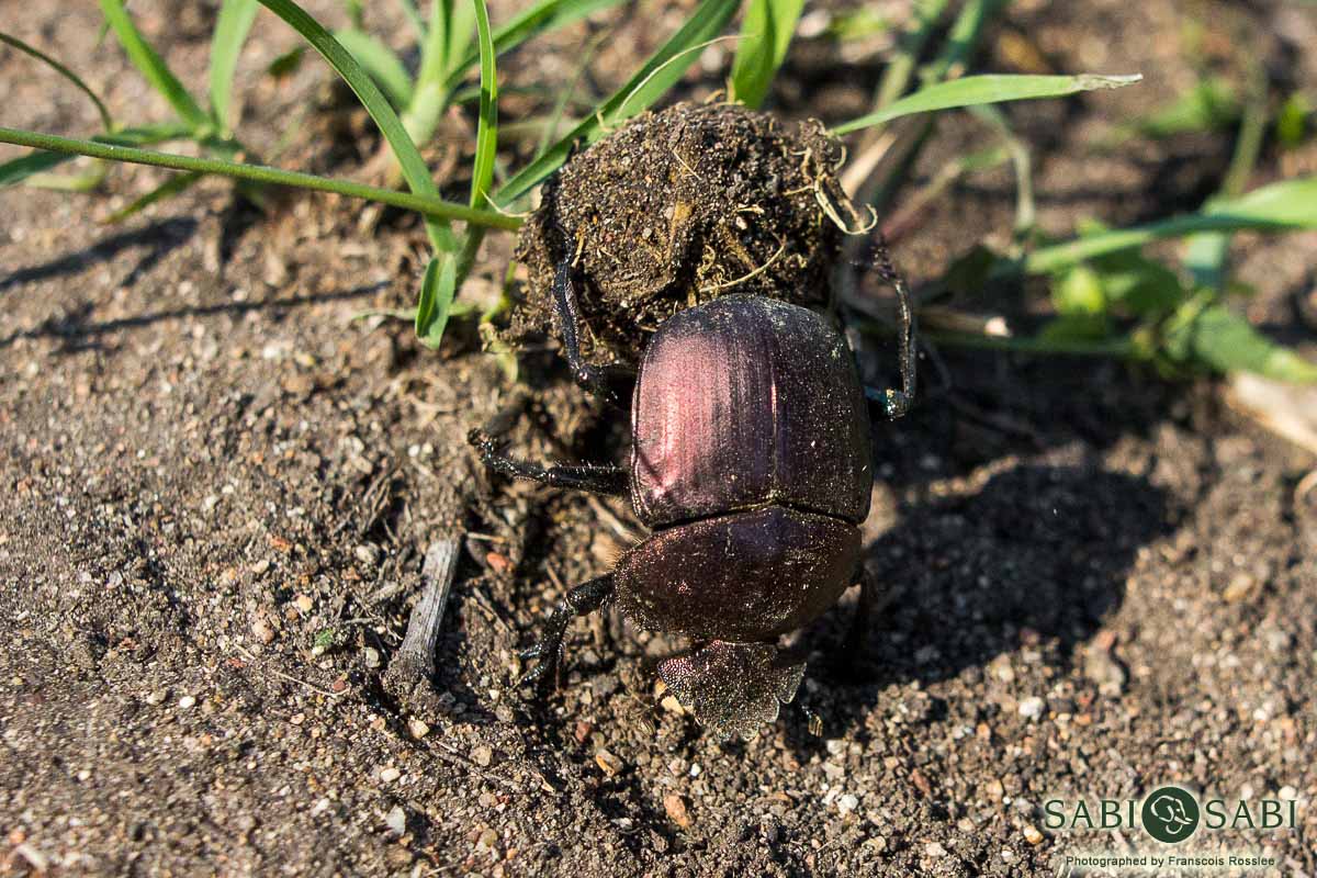 01Franscois Rosslee Dungbeetle Final 01Franscois Rosslee Dungbeetle Final