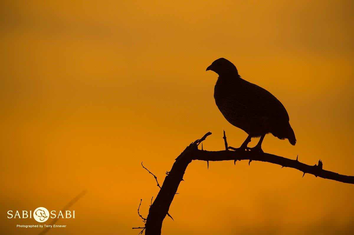 01Terry Ennever Spurfowl Sunrise Final 01Terry Ennever Spurfowl Sunrise Final