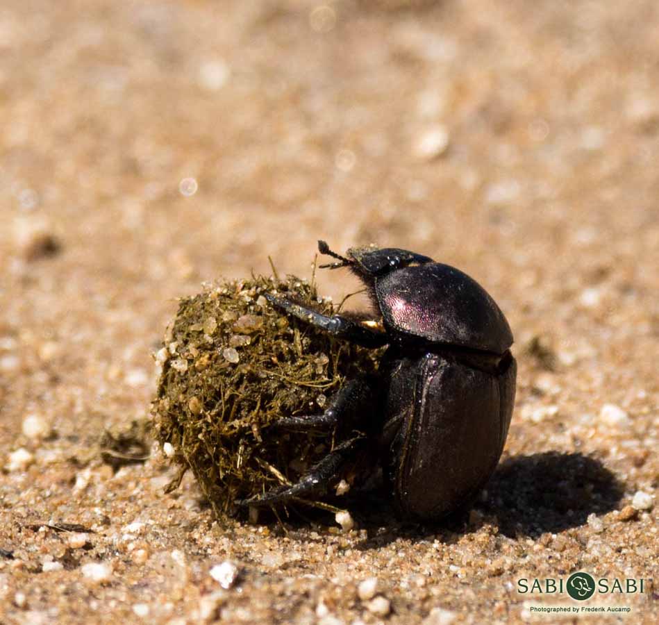Dumding Insect Unsung Heroes Vol. 1 | Sabi Sabi