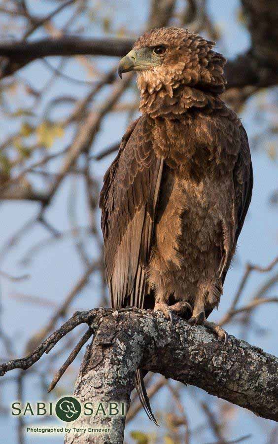 06Terry Ennever Juv Bateleur Final