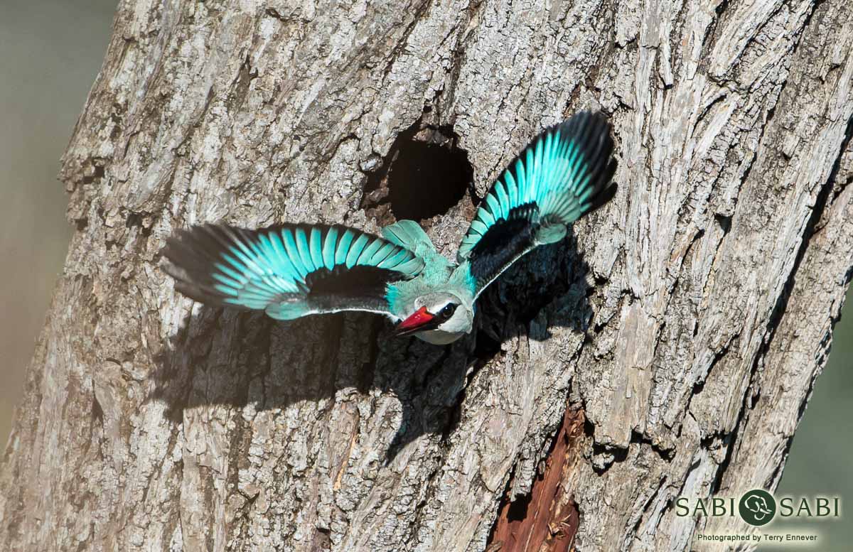 07Terry Ennever Woodland Kingfisher 15117 4 Final 07Terry Ennever Woodland Kingfisher 15117 4 Final