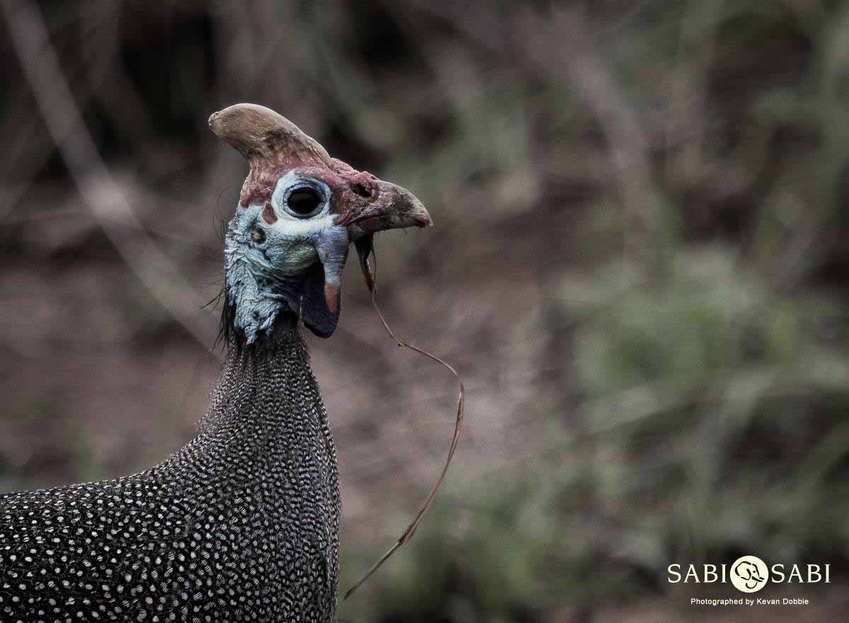 08Kevan Dobbie Helmeted Guineafowl 1010 Final 08Kevan Dobbie Helmeted Guineafowl 1010 Final