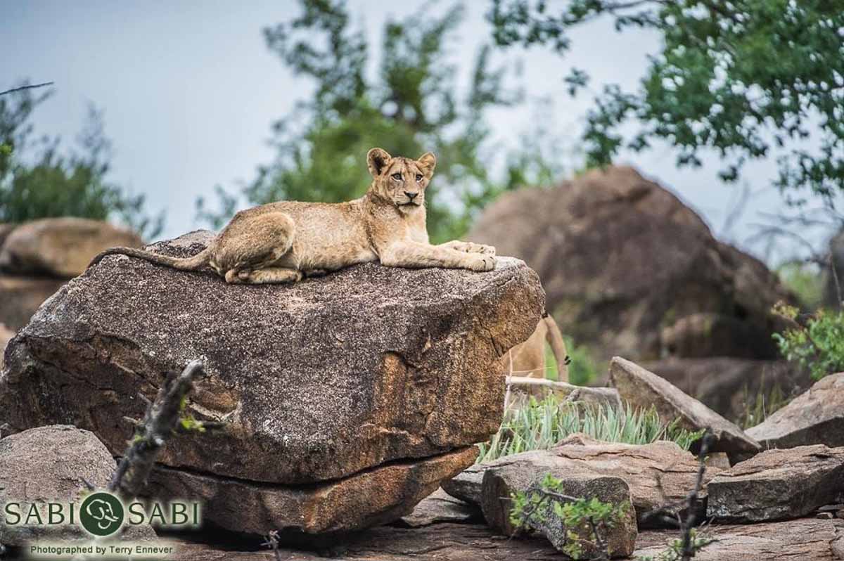 08Terry Ennever SP 9118 1 Final