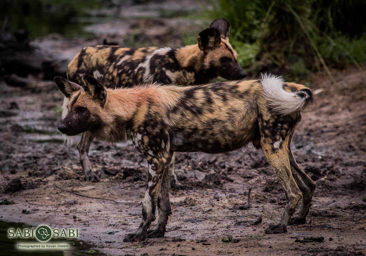09Kevan Dobbie Wild Dogs 0712 Final 09Kevan Dobbie Wild Dogs 0712 Final