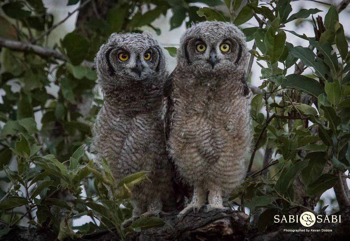 16Kevan Dobbie Spotted Eagle Owl 230118 Final 16Kevan Dobbie Spotted Eagle Owl 230118 Final
