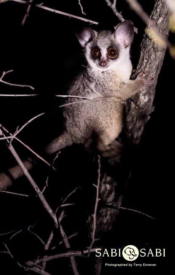 16Terry Ennever Bush Baby Final 16Terry Ennever Bush Baby Final