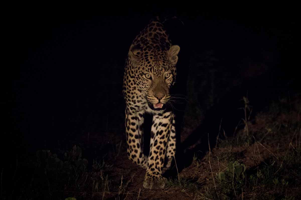 18 Kevan Dobbie Male Leopard 010118.3 18 Kevan Dobbie Male Leopard 010118.3