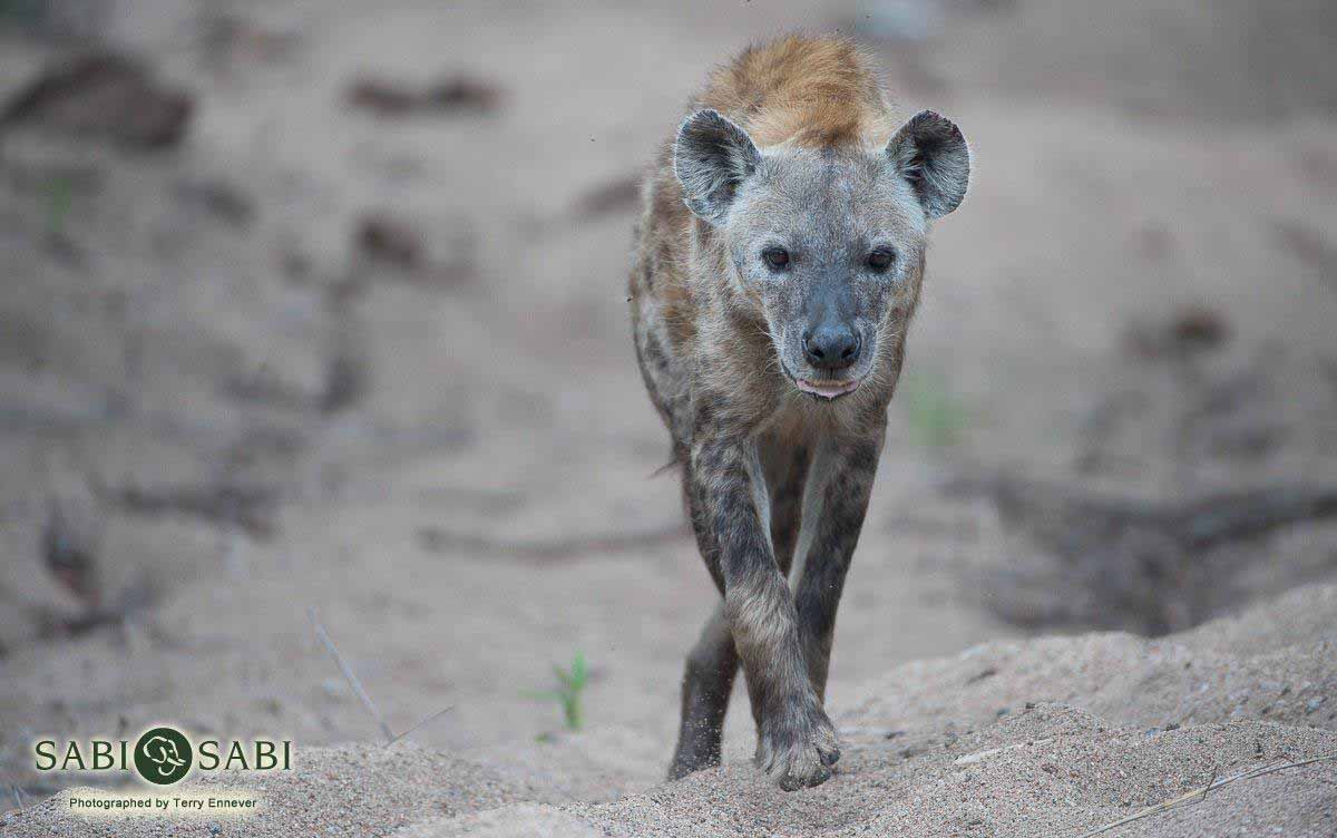 21Terry Ennever Hyena Stalk Final 21Terry Ennever Hyena Stalk Final