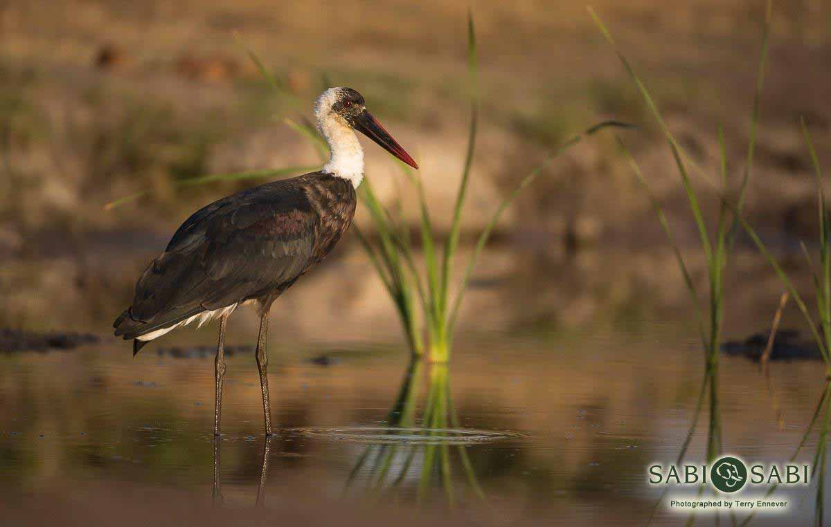 24Terry Ennever Wooly Necked Stork Final 24Terry Ennever Wooly Necked Stork Final
