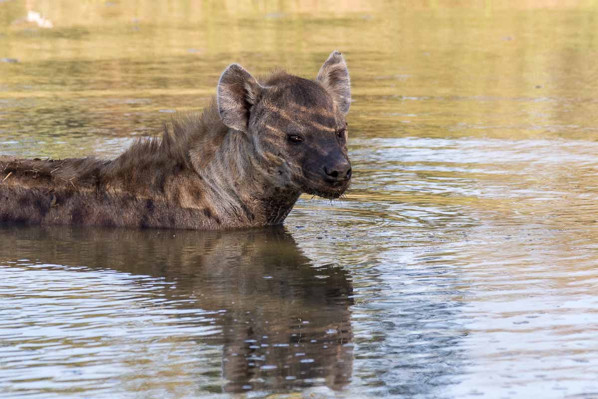 26 Franscois Rosslee Hyena 1 Of 1 26 Franscois Rosslee Hyena 1 Of 1