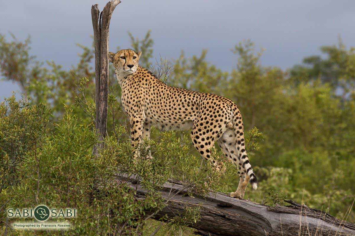 29Franscois Rosslee Cheetah 30012018 Final 29Franscois Rosslee Cheetah 30012018 Final