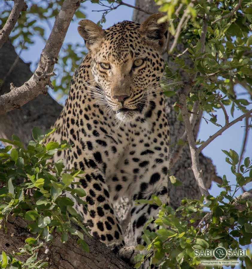 29Kevan Dobbie Unknown Female Leopard 200118.4 Final