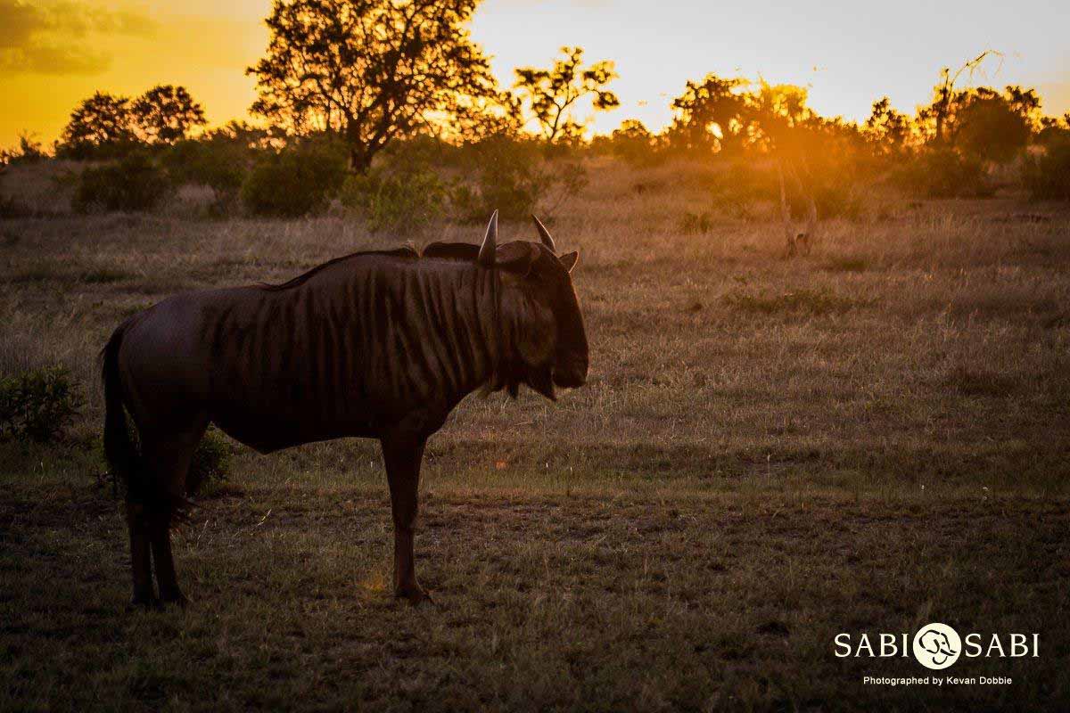 30Kevan Dobbie Wildebeest Sunset 230118 Final 30Kevan Dobbie Wildebeest Sunset 230118 Final