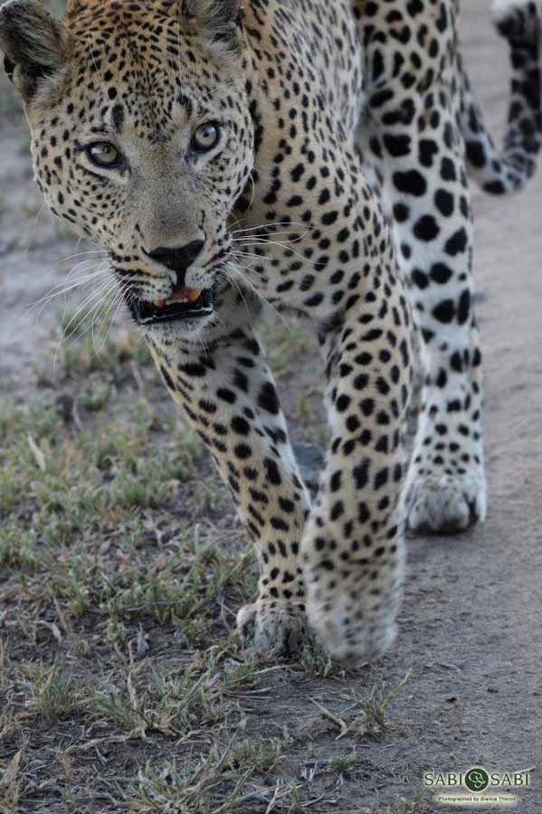 32Bianca Theron Max 19012018 1 Final