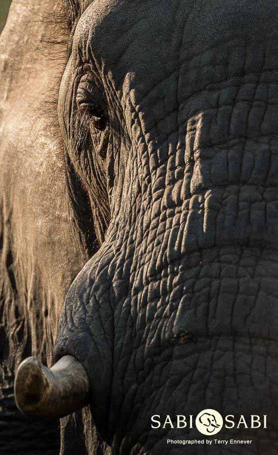 33Terry Ennever Elephant Final